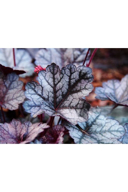 Heuchera Glitter – декоративна гейхера з яскравим візерунком на листках